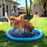 piscine jet d’eau pour chien