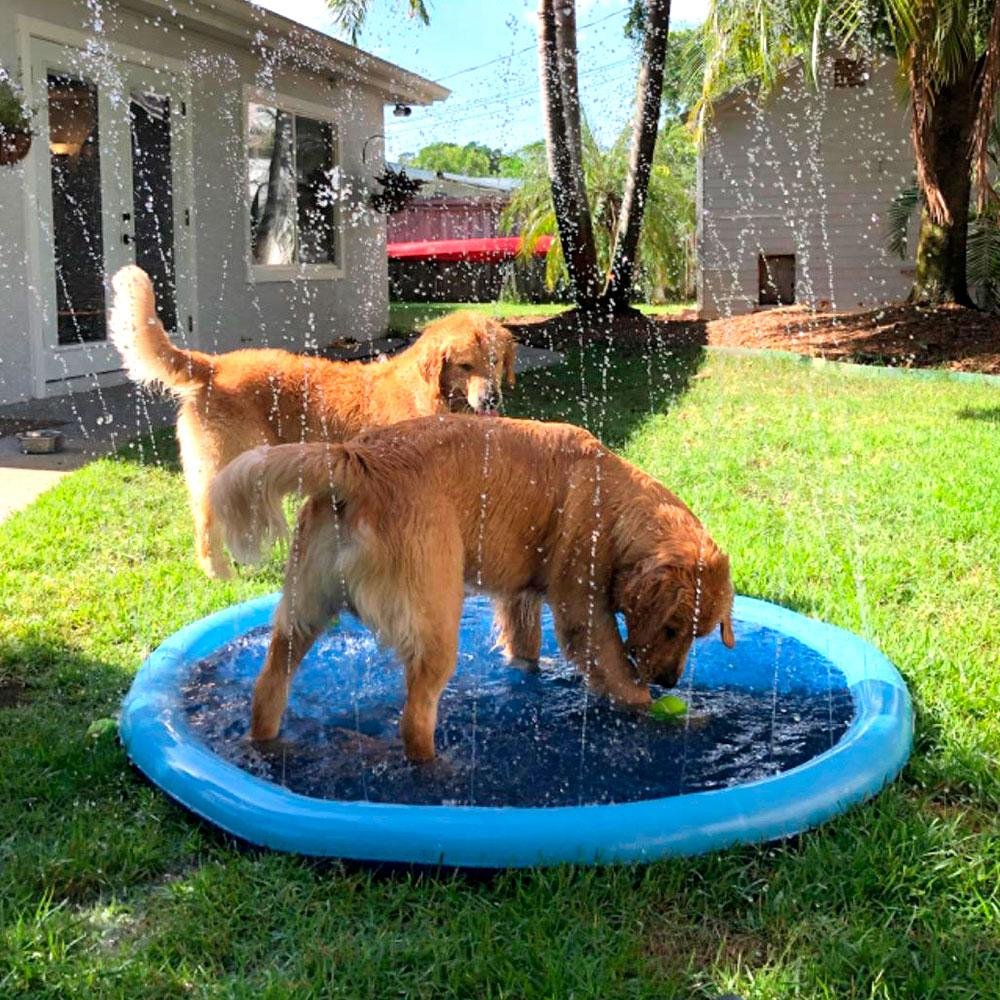 piscine jet d’eau pour chien